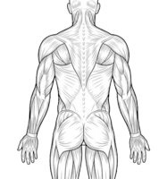 Full Body
