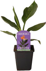 Strelitzia Reginae 9cm