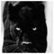 PANTHERDIO