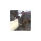pelin.mou