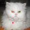 george.keramos