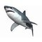 WildShark