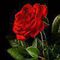 ziotis.rose