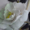 AFRODITI_ANTIPA