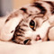 gattina77