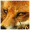 Giotis_Chalepoudis