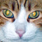 Stelios_P_2