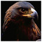 Alexandros_Syfaleras