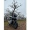 John_GIANNIS0