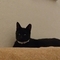 M_erl