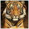 geo_kall