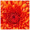 Georgia_Damigou65