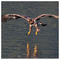 Falcon_Red___Black