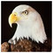 Nicholas_Exarchos