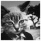Fox_Cat