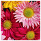 Maria_Papadopoulou1584393773