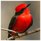 Vermilion_Flycatcher