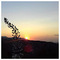 Aisiodoksia