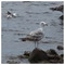 Animal_Encyclopedia