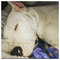 Antonis_Santos