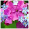 aspasia_nikolaou