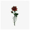 Basw_Krmpl