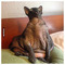 Jabba_theCat