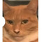 nikolakis_1w1q