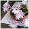 MARIA_PAPADOPOULOU5170