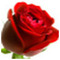 drosou_carmen