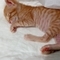 EveMeow