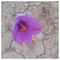 Pavlos_aet_1