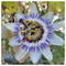 Karen_Vaughan7799