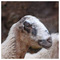 Chris_Theocharis