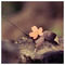 dimitra_trn