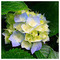hiouston_hiouston