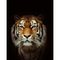 fire tiger