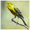ANTONIS_TSANIDIS