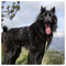 Sifis_Tzagaroulis