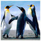 Ayhan_Derebey