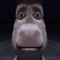 Donkey Boi