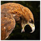 AGGELOS_SKONDRAS6293