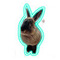 Grasshopper_M