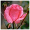 THEANO_EYAGGELIDOU