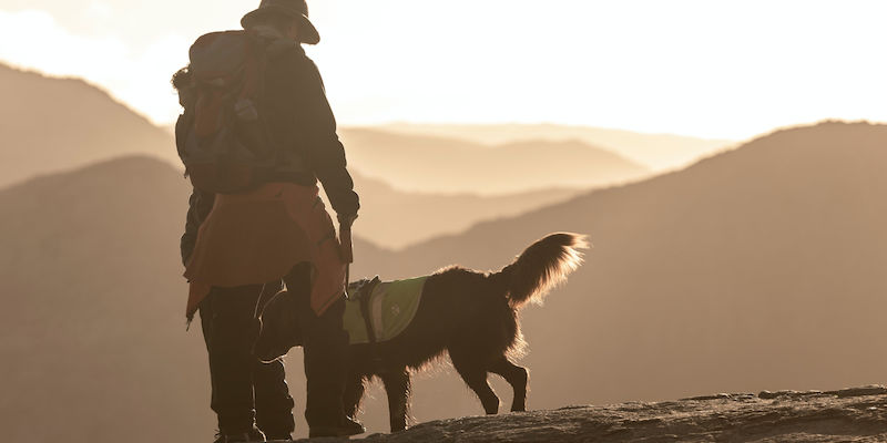 Pfoten auf Wanderwegen oder anderweitig ein Leitfaden für sicheres Wandern mit Ihrem Hund!
