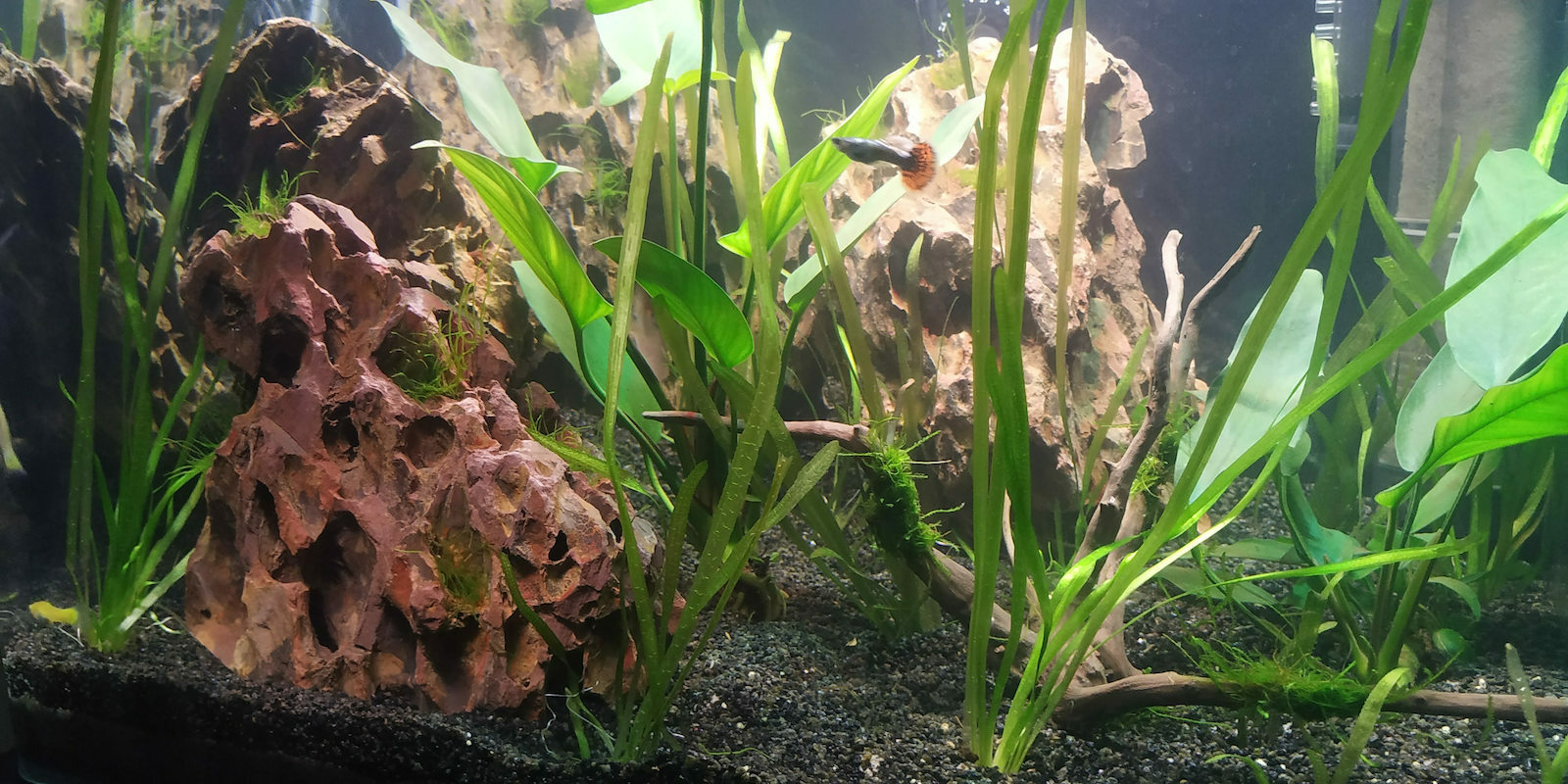 Tropica Barbieri Ζωντανό Φυτό Ενυδρείου Taxiphyllum