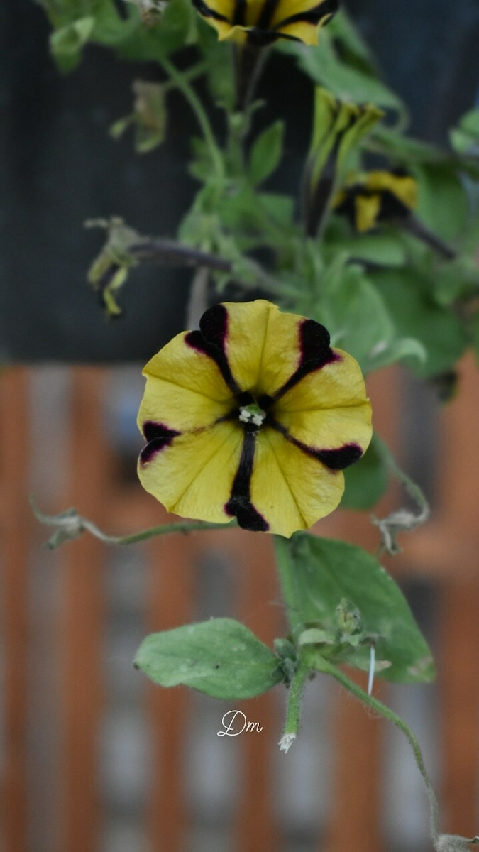 Nikon DSLR Φωτογραφική Μηχανή D3500 Crop Frame Kit (AF-P DX 18-55mm F3.5-5.6G VR) Black