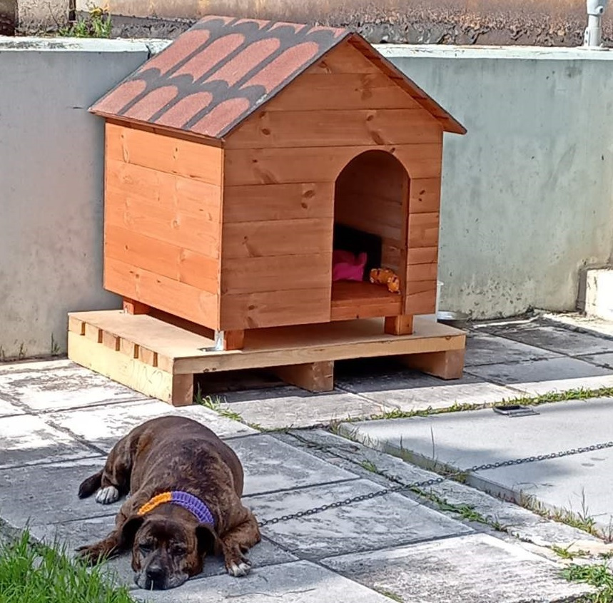 Woodware Căsuță pentru Câine Mare Lemn Pentru Interior Maro 80x80x100cm