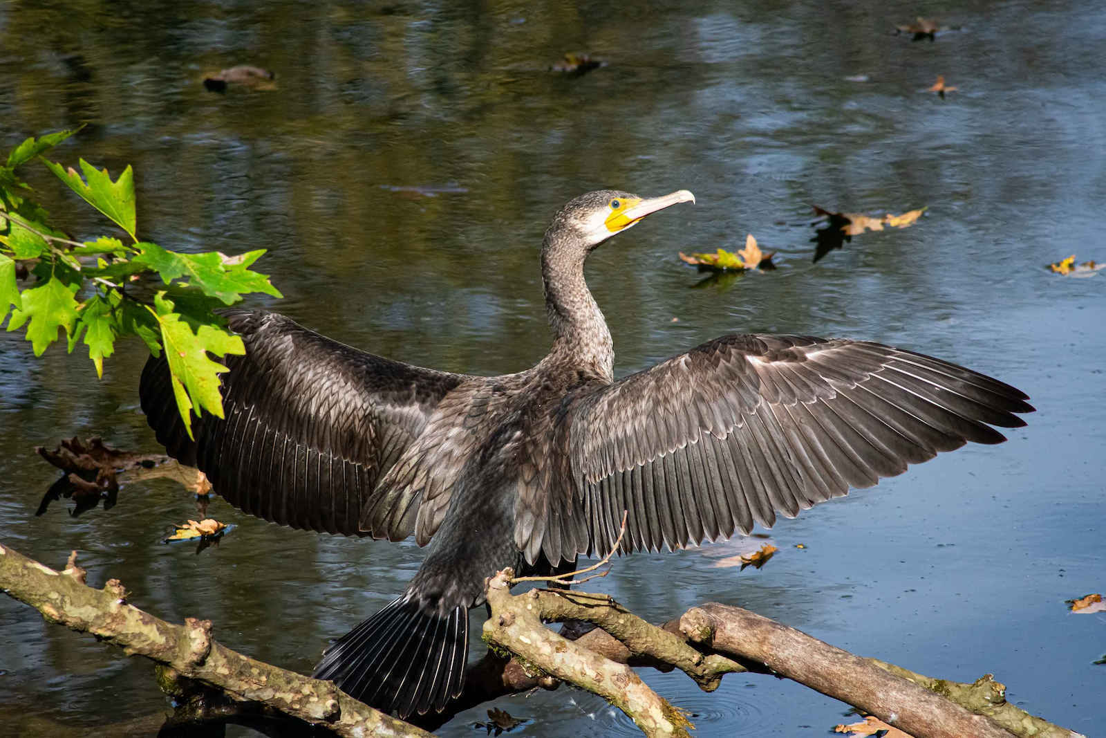 Nikon Crop Φωτογραφικός Φακός AF-P DX Nikkor 70-300mm f/4.5-6.3G ED VR Tele Zoom για Nikon F Mount Μαύρος