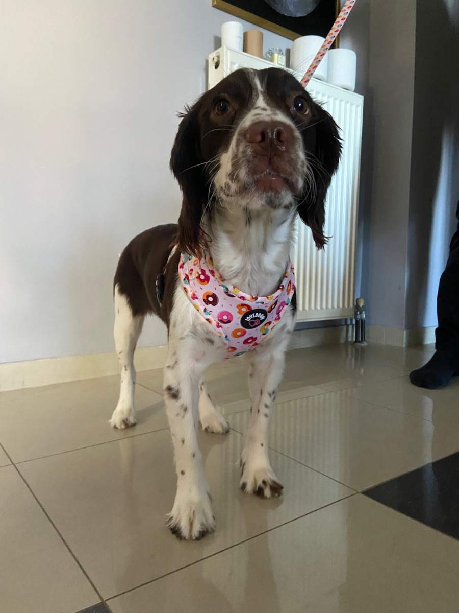 Loveboom Dog Harness Small LB-003S